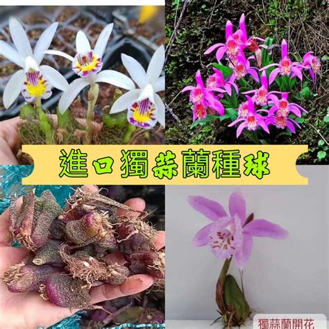 電信蘭風水|【電信蘭風水】室內植物風水佈局超神！電信蘭竟有「旺財化煞」。